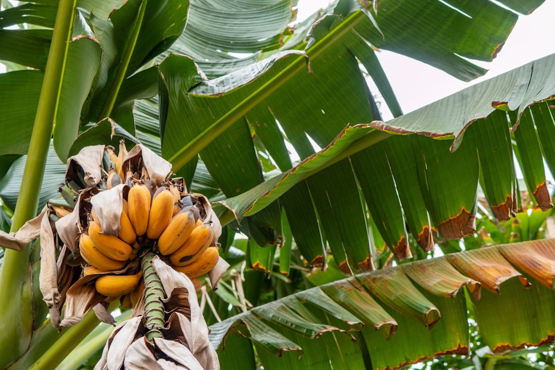 Bananas growing on the vine at a Queensland farm — where Ben's produce comes from